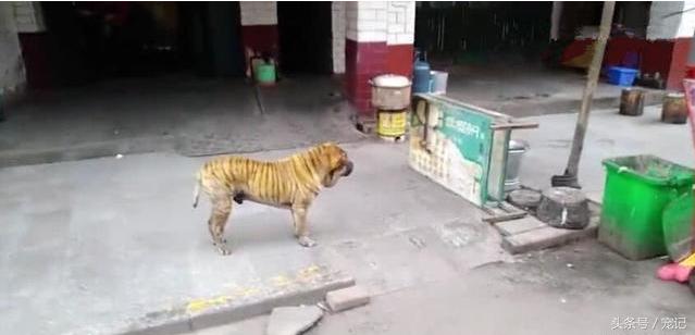 梦幻手游老虎染色,梦幻西游老虎怎么染色