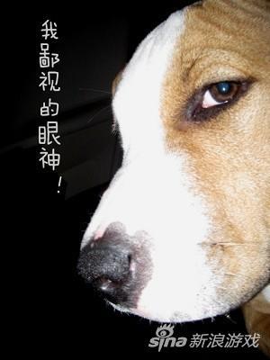 《御龙在天手游》,御龙在天手游苹果和安卓