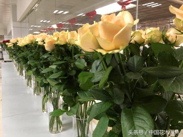 草花手游客服中心,草花手游入口